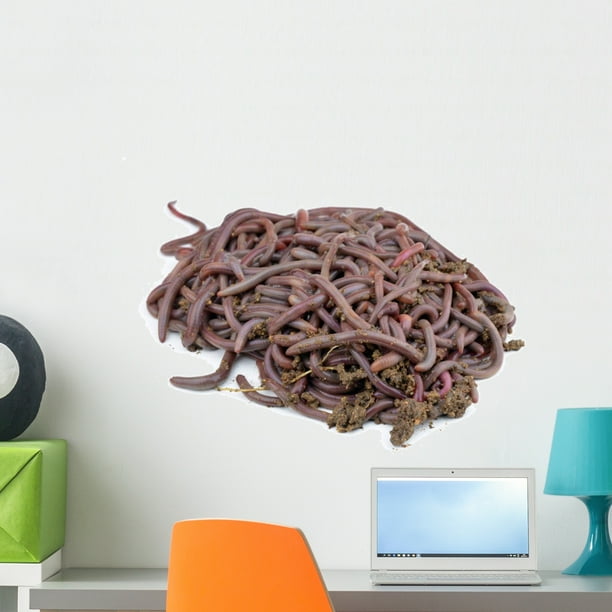 18 in W x 13 in H Wallmonkeys Canadian Nightcrawlers Fishing Worms to The Ground Wall Decal Peel and Stick Graphic WM61866 18 in W x 13 in H Wallmonkeys Canadian Nightcrawlers Fishing Worms to The Ground Wall Decal Peel and Stick Graphic WM61866